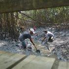  Guayaquil es una ciudad que por sus asentamientos ha dejado atrás la existencia de manglares.  