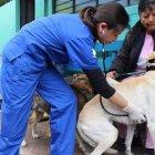  Desde enero hasta mayo se han registrado 4.134 mascotas operadas en la ciudad 