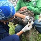  El animal presentaba heridas en su pescuezo. 