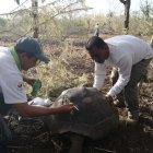  El propósito del censo es implementar acciones de manejo y garantizar la conservación de las tortugas. 