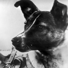  Laika fue puesta en órbita el 3 de noviembre de 1957. La perra sobrevivió apenas unas horas. (EFE ) 
