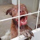  Brat será entregado a su dueño por resolución del fiscal que investigó el caso. 