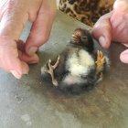  La familia propietaria del pollo se dedica tradicionalmente a la cría de aves de corral.  