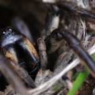  La araña no falleció debido a su avanzada edad, sino por una picadura de avispa, indicaron los investigadores 