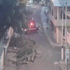  Los residuos del árbol fueron levantados por el departamento de áreas verdes del Municipio.  