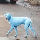  Una imagen que muestra a un perro pintado azul por la contaminación del río en India se viralizó en redes. 