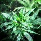  Imagen referencial. Entre los aprehendidos, por su supuestamente distribuir pasteles con marihuana, se encuentran menores de edad. 