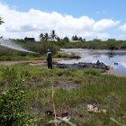  Proceso de fumigación. Los especialistas han identificado la presencia de la escama blanca en las cuatro islas pobladas del archipiélago. 