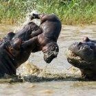  Seis hipopótamos saldrán de la hacienda en este año. 