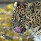  Imagen de archivo de un leopardo en la reserva Dachigam National Park, India. 