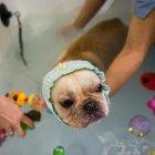  La entrada de China en el año del Perro lleva a muchos amos a mimar aún más a sus mascotas sin mirar el bolsillo. 