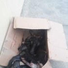  La caja contenía una cabeza de cabra y restos de otros animales. 