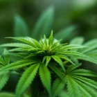  Planta de marihuana. Al menos 38 individuos tuvieron que ser trasladados a centros de salud por estar experimentando sangrados de distinta clase tras el consumo de la droga. 