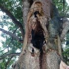  Bajo la supuesta silueta de la Madre celestial, María Ronquillo coloca su vela encendida. 