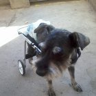  Las sillas que hace son con materiales reciclados e incluso se usan tubos de coches para bebés. 