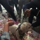  En esta ocasión se combinó varios símbolos andinos con la tradición hindú de bendecir a los animales de compañía  