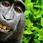  Un mono llamado Naruto se sacó fotos con la cámara de un fotógrafo británico de vida salvaje en 2011. 