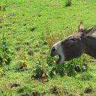  Referencial. La burra fue captada en cámara por un hombre que se dirigía a Galway, en el oeste de Irlanda. 