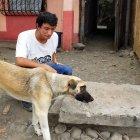  Uno de los cinco canes se salvó tras un lavado gástrico. 