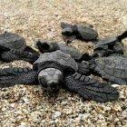  Referencial. Las tortugas marinas son especies protegidas a nivel mundial. 