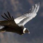  Voluntarios, guardaparques y delegados del Ministerio de Ambiente empezaron el viernes a recopilar información poblacional de los cóndores en 180 puntos, distribuidos en diez reservas ecológicas en todo el país. 