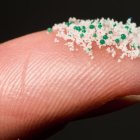  El tamaño de las muestras de plástico halladas en sus heces varía de 50 a 500 micrometros. 