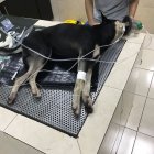  En Twitter, varios usuarios han mostrado su rechazo e indignación ante este acto que, según Rescate Animal, “no es la primera vez que sucede”.  