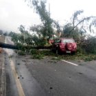  El incidente detuvo el tránsito vehicular en la zona: los choferes tuvieron que parar, pues el árbol bloqueaba la ruta. 