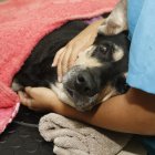  Brauny es el último caso de maltrato denunciado en Ecuador 