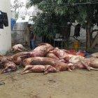  Los 36 cercos habrían sido robados de una hacienda. 