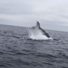  El principal atractivo de esta época es el avistamiento de ballenas jorobadas.  