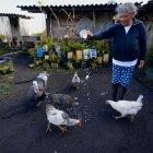  Ana Luisa Montenegro , madre de Carapaz, alimenta a sus aves de corral.  