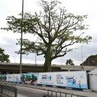  Así lucía el ceibo que fue talado, por la ubicación de la Aerovía, el 17 de septiembre.  