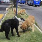  Los perros callejeros se comen la basura del sector.  