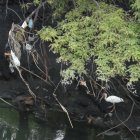  En el tramo del estero que está a un costado del puente aún hay señales de contaminación 