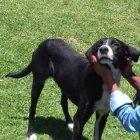  El club le busca ahora un hogar permanente que se ocupe de él y sus dolencias.  