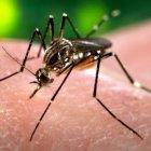  El Minsa informó que durante 2017 se reportaron 48.381 casos de dengue en Piura. 