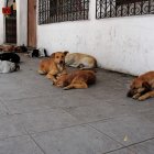  El último registro municipal mostró que en Cuenca hay entre 18.000 y 20.000 perros abandonados. 