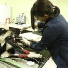  Una especialista en neurología analizó el caso de Brauny la tarde del domingo. 