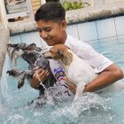  La altas temperaturas también afectan a las mascotas. 