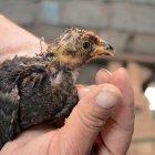  Los polluelos se pelean desde muy pequeños debido a su raza, según los criadores. 