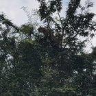  El felino estaba descansando en un árbol cuando fue divisado. Trataron de capturarlo pero escapó entre la vegetación. 