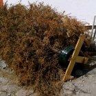  El objetivo de esta iniciativa es convertir los árboles en aserrín que servirá, entre otras cosas, como abono. 