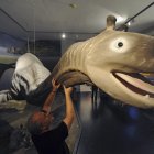  Una recreación de Nessy en el Museo de Historia Natural de Kaseel (Alemania) muestra cómo es el monstruo, según las personas que dicen haberlo visto. 
