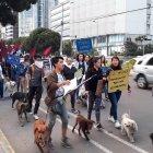  Perros grandes y pequeños acompañaron a sus dueños, quienes también tenían carteles con frases como: “los animales también sufren”, “mientras ellos no tengan voz, no dejarás de escuchar la mía” o “tortura nunca más”.  