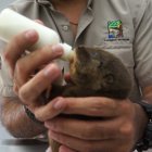  Hasta septiembre de 2018, los agentes de la UPMA han realizado 437 rescates en la Zona 8 que comprende Guayaquil, Durán y Samborondón. 