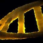  Referencial. La investigación contribuye a comprender mejor la interacción entre la exposición a factores de riesgo y la herencia genética de cada individuo.  