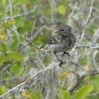  Otros de los alimentos que gustan es el arroz.  