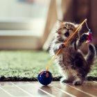  Los gatos, a diferencia de los perros, no necesitan que se esté pendiente de ellos las 24 horas del día.  