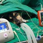  Cirugía. El ‘perrito San Martín’ tendría 30 por ciento de probabilidades de volver  a caminar. 